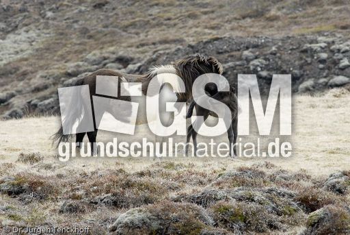 Islandpferde (20 von 50).jpg